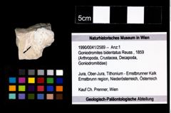 Foto (Objekt + Etikett) von Goniodromites bidentatus (Reuss, 1859)  (NHMW-GEO-1990-0041-2589)